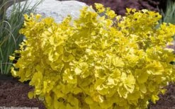 Troll Dwarf Ginkgo Tree - 2 Gallon Pot 10 Troll Dwarf Ginkgo Tree - 2 Gallon Pot -Healthy Plant Shop ginkgo biloba troll dwarf maidenhair tree 4