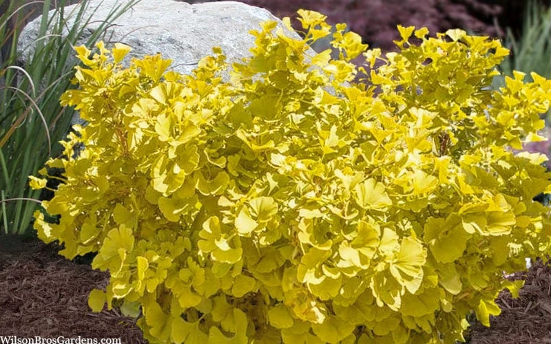 Troll Dwarf Ginkgo Tree - 2 Gallon Pot 5 Troll Dwarf Ginkgo Tree - 2 Gallon Pot - Image 5