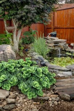 Troll Dwarf Ginkgo Tree - 2 Gallon Pot