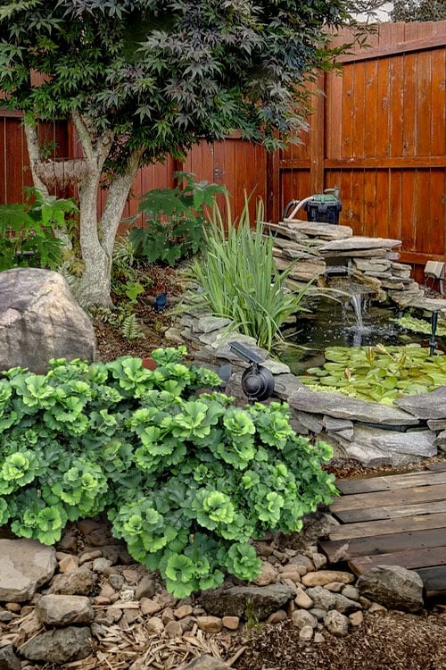 Troll Dwarf Ginkgo Tree - 2 Gallon Pot 1 Troll Dwarf Ginkgo Tree - 2 Gallon Pot