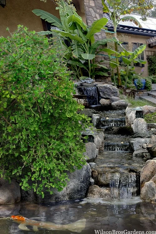 Weeping Wonder Dwarf Ginkgo Tree - 2 Gallon Pot 1 Weeping Wonder Dwarf Ginkgo Tree - 2 Gallon Pot