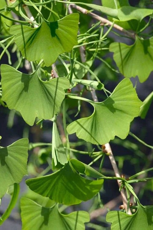 Weeping Wonder Dwarf Ginkgo Tree - 2 Gallon Pot 4 Weeping Wonder Dwarf Ginkgo Tree - 2 Gallon Pot - Image 4