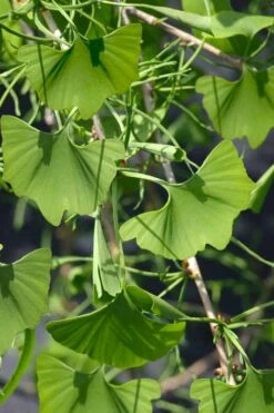 Weeping Wonder Dwarf Ginkgo Tree - 3 Gallon Pot 8 Weeping Wonder Dwarf Ginkgo Tree - 3 Gallon Pot -Healthy Plant Shop ginkgo biloba weeping wonder 7