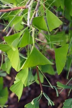 Weeping Wonder Dwarf Ginkgo Tree - 3 Gallon Pot 9 Weeping Wonder Dwarf Ginkgo Tree - 3 Gallon Pot -Healthy Plant Shop ginkgo biloba weeping wonder 8
