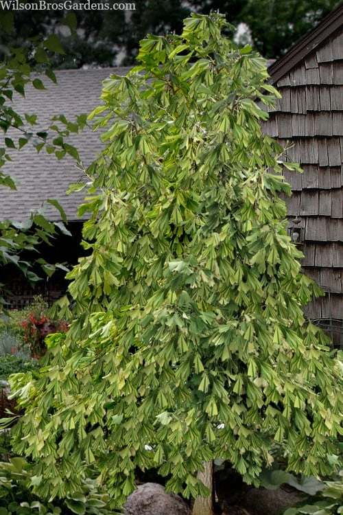 California Sunset Ginkgo Tree - 3 Gallon Pot (4-5') 5 California Sunset Ginkgo Tree - 3 Gallon Pot (4-5') - Image 5