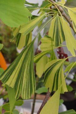 California Sunset Ginkgo Tree - 3 Gallon Pot (4-5') 9 California Sunset Ginkgo Tree - 3 Gallon Pot (4-5') -Healthy Plant Shop ginkgo california sunset 4