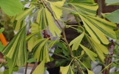 California Sunset Ginkgo Tree - 3 Gallon Pot (2-3') -Healthy Plant Shop ginkgo california sunset 5 1