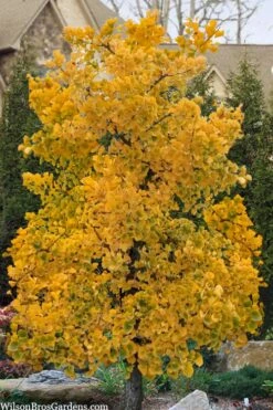 Jade Butterfly Dwarf Ginkgo Tree - 3 Gallon Pot -Healthy Plant Shop ginkgo jade butterfly 11