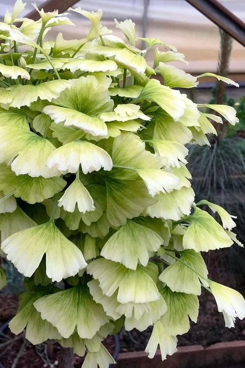 Snow Cloud Ginkgo Tree - 3 Gallon Pot 1 Snow Cloud Ginkgo Tree - 3 Gallon Pot