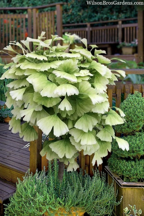 Snow Cloud Ginkgo Tree - 3 Gallon Pot 4 Snow Cloud Ginkgo Tree - 3 Gallon Pot - Image 4