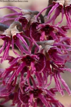 Amethyst Witch Hazel (Hamamelis Vernalis) - 7 Gallon Pot (3-4')