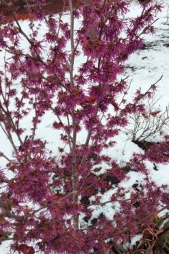 Amethyst Witch Hazel (Hamamelis Vernalis) - 7 Gallon Pot (3-4') 10 Amethyst Witch Hazel (Hamamelis Vernalis) - 7 Gallon Pot (3-4') -Healthy Plant Shop hamamelis vernalis amethyst witch hazel 4