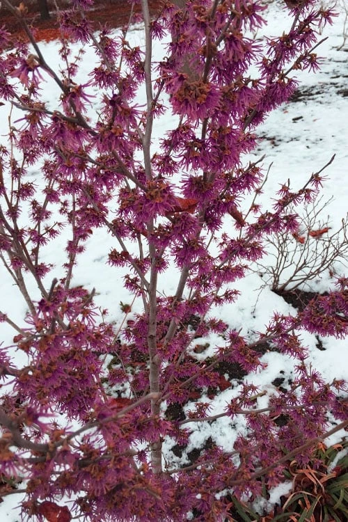 Amethyst Witch Hazel (Hamamelis Vernalis) - 7 Gallon Pot (3-4') 4 Amethyst Witch Hazel (Hamamelis Vernalis) - 7 Gallon Pot (3-4') - Image 4