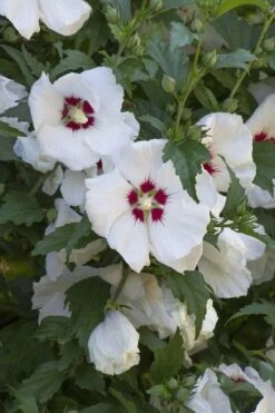 Red Heart Rose Of Sharon - 1 Gallon Pot 14 Red Heart Rose Of Sharon - 1 Gallon Pot -Healthy Plant Shop hibiscus syriacus red heart rose of sharon 20