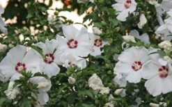 Red Heart Rose Of Sharon - 1 Gallon Pot 12 Red Heart Rose Of Sharon - 1 Gallon Pot -Healthy Plant Shop hibiscus syriacus red heart rose of sharon 21