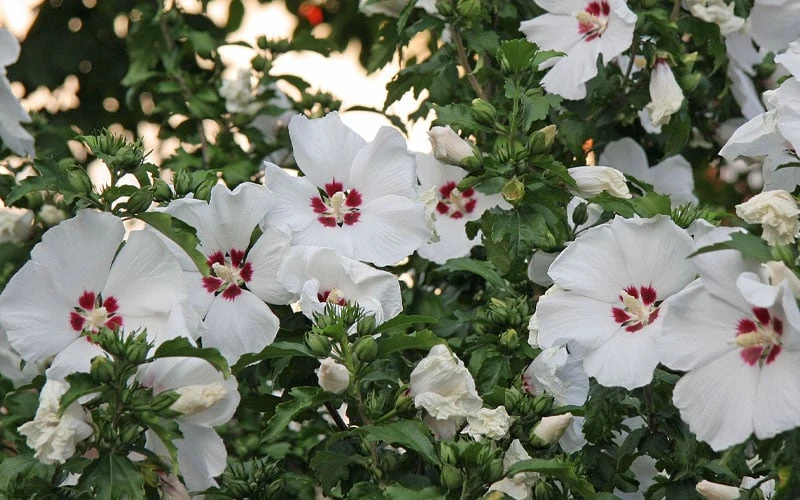 Red Heart Rose Of Sharon - 1 Gallon Pot 5 Red Heart Rose Of Sharon - 1 Gallon Pot - Image 5
