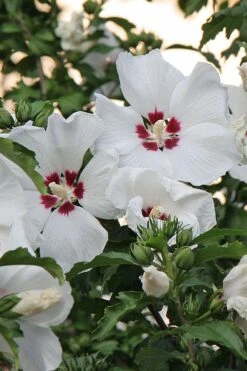 Red Heart Rose Of Sharon - 1 Gallon Pot 11 Red Heart Rose Of Sharon - 1 Gallon Pot -Healthy Plant Shop hibiscus syriacus red heart rose of sharon 22