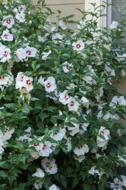 Red Heart Rose Of Sharon - 1 Gallon Pot 13 Red Heart Rose Of Sharon - 1 Gallon Pot -Healthy Plant Shop hibiscus syriacus red heart rose of sharon 23