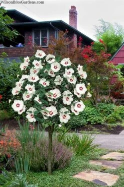 Red Heart Rose Of Sharon (Single Trunk Tree) - 5 Gallon Pot 10 Red Heart Rose Of Sharon (Single Trunk Tree) - 5 Gallon Pot -Healthy Plant Shop hibiscus syriacus red heart rose of sharon tree 1