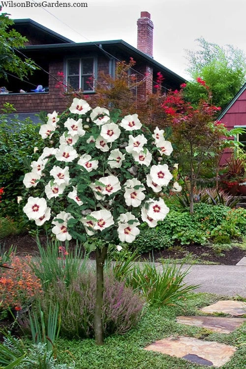 Red Heart Rose Of Sharon (Single Trunk Tree) - 5 Gallon Pot 5 Red Heart Rose Of Sharon (Single Trunk Tree) - 5 Gallon Pot - Image 5