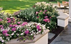 Let's Dance 'Big Band' Dwarf Hydrangea - 3 Gallon Pot -Healthy Plant Shop hydrangea macrophylla lets dance big band 3