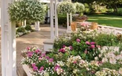 Let's Dance 'Big Band' Dwarf Hydrangea - 3 Gallon Pot -Healthy Plant Shop hydrangea macrophylla lets dance big band 4