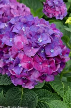 Let's Dance 'Big Band' Dwarf Hydrangea - 3 Gallon Pot -Healthy Plant Shop hydrangea macrophylla lets dance big band 5