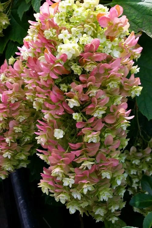 Snowcicle Oakleaf Hydrangea - 3 Gallon Pot 1 Snowcicle Oakleaf Hydrangea - 3 Gallon Pot