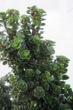 Dwarf Pagoda Japanese Holly - 2 Gallon Pot 7 Dwarf Pagoda Japanese Holly - 2 Gallon Pot -Healthy Plant Shop ilex crenata dwarf pagoda japanese holly 1
