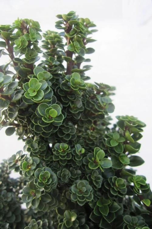 Dwarf Pagoda Japanese Holly - 2 Gallon Pot 3 Dwarf Pagoda Japanese Holly - 2 Gallon Pot - Image 3