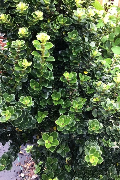 Dwarf Pagoda Japanese Holly - 2 Gallon Pot 4 Dwarf Pagoda Japanese Holly - 2 Gallon Pot - Image 4