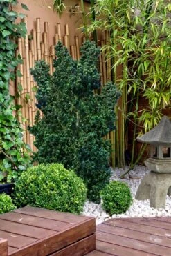 Dwarf Pagoda Japanese Holly - 2 Gallon Pot