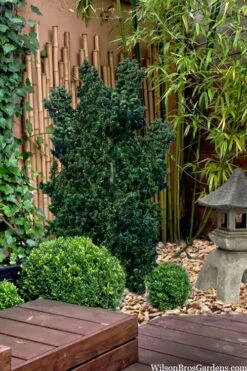 Dwarf Pagoda Japanese Holly - 2 Gallon Pot 9 Dwarf Pagoda Japanese Holly - 2 Gallon Pot -Healthy Plant Shop ilex crenata dwarf pagoda japanese holly 5