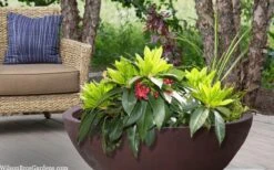 Swamp Hobbit Florida Anise (Illicium Floridanum) - 3 Gallon Pot 13 Swamp Hobbit Florida Anise (Illicium Floridanum) - 3 Gallon Pot -Healthy Plant Shop illicium floridanum swamp hobbit florida anise 3