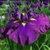 Summer Storm Japanese Iris (Iris Ensata) - 1 Gallon Pot