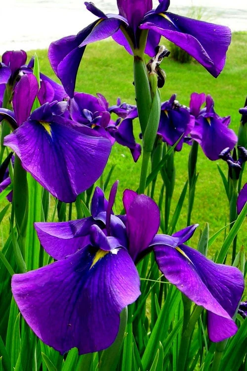Temple Bells Japanese Iris (Iris Ensata) - 1 Gallon Pot 1 Temple Bells Japanese Iris (Iris Ensata) - 1 Gallon Pot