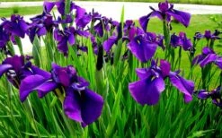 Temple Bells Japanese Iris (Iris Ensata) - 1 Gallon Pot 7 Temple Bells Japanese Iris (Iris Ensata) - 1 Gallon Pot -Healthy Plant Shop iris ensata temple bells japanese iris 2