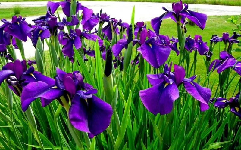 Temple Bells Japanese Iris (Iris Ensata) - 1 Gallon Pot 4 Temple Bells Japanese Iris (Iris Ensata) - 1 Gallon Pot - Image 4