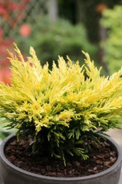 Limeglow Golden Andorra Compact Juniper - 3 Gallon Pot -Healthy Plant Shop juniper horizontalis lime glow 23
