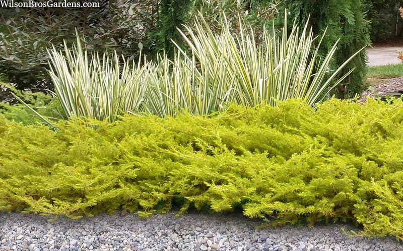 All Gold Golden Pacific Juniper - 2 Gallon Pot 5 All Gold Golden Pacific Juniper - 2 Gallon Pot - Image 5