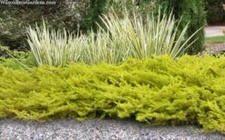 All Gold Golden Pacific Juniper - 1 Gallon Pot 11 All Gold Golden Pacific Juniper - 1 Gallon Pot -Healthy Plant Shop juniperus conferta all gold pacific shore juniper 21