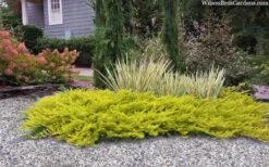 All Gold Golden Pacific Juniper - 2 Gallon Pot 10 All Gold Golden Pacific Juniper - 2 Gallon Pot -Healthy Plant Shop juniperus conferta all gold pacific shore juniper 22 1