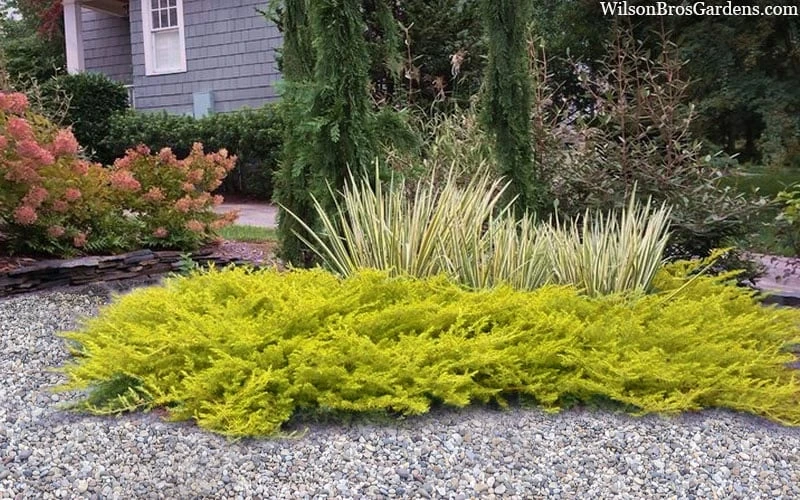 All Gold Golden Pacific Juniper - 2 Gallon Pot 4 All Gold Golden Pacific Juniper - 2 Gallon Pot - Image 4