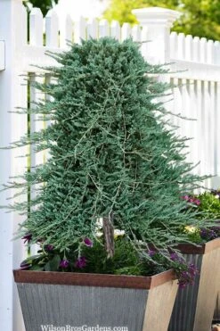 Blue Rug Juniper Tree Form Topiary - 3 Gallon Pot -Healthy Plant Shop juniperus horizontalis wiltonii blue rug topiary tree form 2