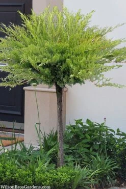 Calgary Carpet Juniper Tree (Single Trunk Topiary) - 3 Gallon Pot 10 Calgary Carpet Juniper Tree (Single Trunk Topiary) - 3 Gallon Pot -Healthy Plant Shop juniperus sabina calgary carpet single trunk topiary tree 10
