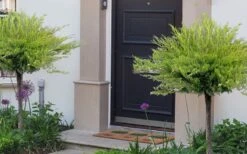 Calgary Carpet Juniper Tree (Single Trunk Topiary) - 3 Gallon Pot 9 Calgary Carpet Juniper Tree (Single Trunk Topiary) - 3 Gallon Pot -Healthy Plant Shop juniperus sabina calgary carpet single trunk topiary tree 11