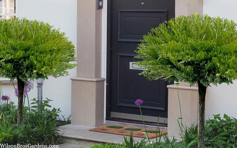 Calgary Carpet Juniper Tree (Single Trunk Topiary) - 3 Gallon Pot 6 Calgary Carpet Juniper Tree (Single Trunk Topiary) - 3 Gallon Pot - Image 6