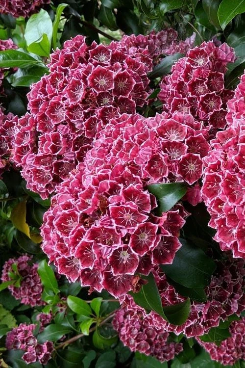 Keepsake Kalmia Mountain Laurel (Kalmia Latifolia) - 3 Gallon Pot 6 Keepsake Kalmia Mountain Laurel (Kalmia Latifolia) - 3 Gallon Pot - Image 6