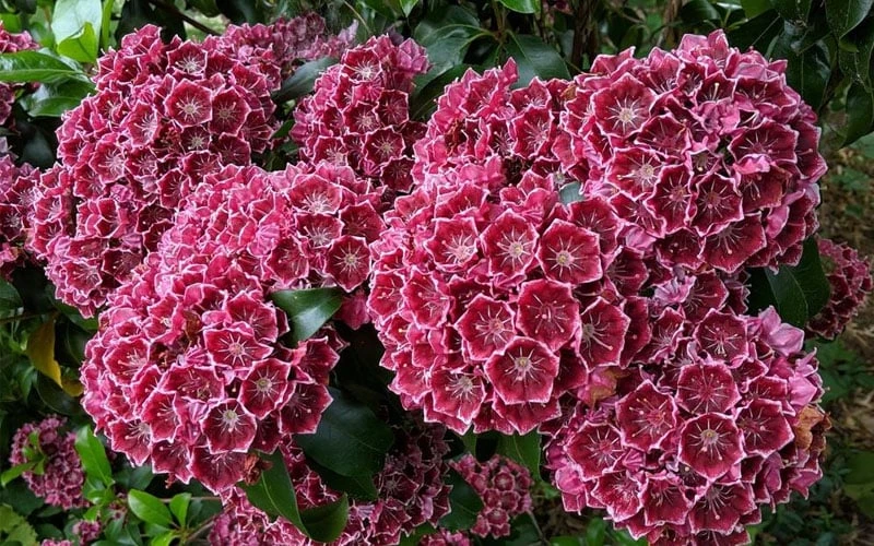Keepsake Kalmia Mountain Laurel (Kalmia Latifolia) - 3 Gallon Pot 4 Keepsake Kalmia Mountain Laurel (Kalmia Latifolia) - 3 Gallon Pot - Image 4