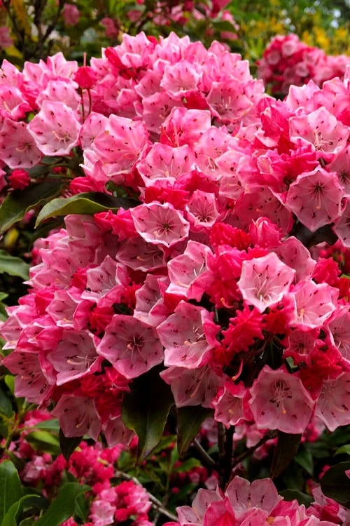 Olympic Fire Mountain Laurel (Kalmia Latifolia) - 3 Gallon Pot 1 Olympic Fire Mountain Laurel (Kalmia Latifolia) - 3 Gallon Pot